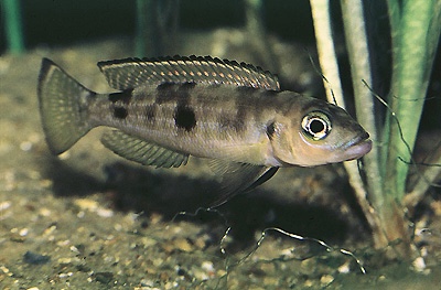Lepidiolamprologus pleuromaculatus